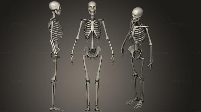Анатомия скелеты и черепа (Низкополигональный каркас, ANTM_1236) 3D модель для ЧПУ станка